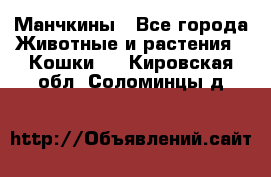 Манчкины - Все города Животные и растения » Кошки   . Кировская обл.,Соломинцы д.